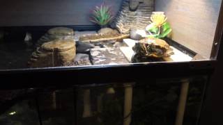 Tetrafauna Viquarium Turtle Tank Setup UPDATE [upl. by Sonitnatsnok411]