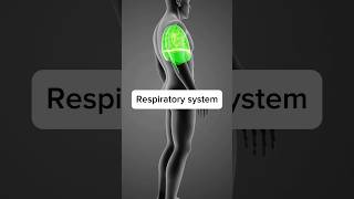 The respiratory system  what is respiratory system respiratorysystem biology medical shorts [upl. by Assyn]