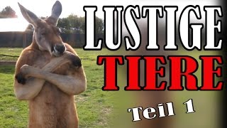 Süße und Lustige Tiervideos  ✪ Stern DuTube  Teil 1 [upl. by Queston]