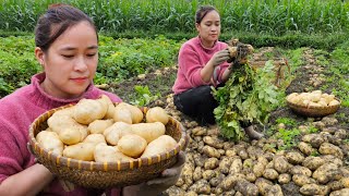 3 Days Harvest Potato amp Store all year round  French fries  Cooking  Lý Thị Ca [upl. by Aeneg]