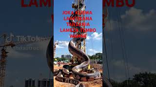 JOKA KUBWA DUNIANI LAPATIKANA TANZANIA LAMEZA TEMBO WANNE [upl. by Evelina]