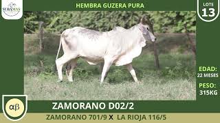 Lote 13  REMATE GUZERA SUBAMAS  GANADERIA ZAMORANO [upl. by Kcirdlek]