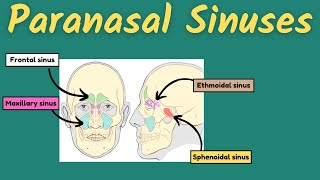 Paranasal Sinuses  Frontal maxillary ethmoid and sphenoidal sinuses [upl. by Asiluy]