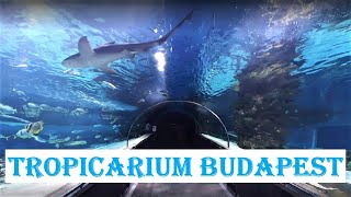 TROPICARIUM  BUDAPEST  🐠 Oceanarium  Shark Zoo 🦈 Hungary [upl. by Cinimod]