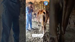 Entritis  Anorexia  Tympany  Bloat foryou cow vet cowdisease animals [upl. by Adnyleb]