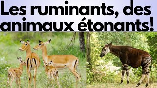 Tous les ruminants existant épisode 1 les bovidés [upl. by Annabell115]