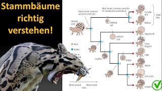 Kladistik Tutorial 2 Wie interpretiere ich einen Stammbaum Kladogramm [upl. by Pepi]