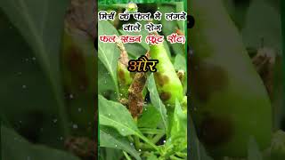 MIRCH ME LAGNE WALE ROG SE CHUTKARA मिर्च में लगने वाले रोग से छुटकारा कैसे पाए agriculture [upl. by Zeret809]