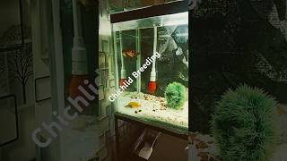 Cichlid Breeding fishbreeding aquarius aquascapeaquariuminfo aquariumfishcichlidkeeper [upl. by Aderb]