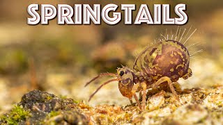 Springtails are INCREDIBLE What are they amp why are they important [upl. by Severn562]