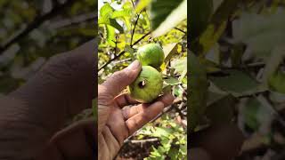 Jaam ka jhad farmers fruit short [upl. by Led568]