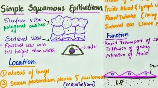 Simple Squamous Epithelium  Location  Function [upl. by Erdried565]