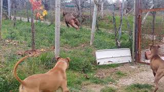 American Dog Kennel  American Pitbull Terrier Apbt Jump [upl. by Aicirtam]