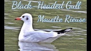 Cri de Mouette Rieuse  Grand Gravelot  laughing gull  Mer  oiseau  Ploemeur  Bretagne  France [upl. by Nois]