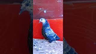 Pigeon sale pigeon kabootar video kabutar pigeon birds shorts [upl. by Bocaj]