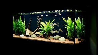 Planted Cichlid Fish Tank Setup  Geophagus Tapajos Red Head Aquarium [upl. by Analahs989]