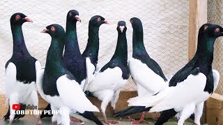 Popular Fancy Pigeon Breeds In Bangladesh  Pigeon Bird  World Most Beautiful Pigeons  Hat Dhaka [upl. by Grosz]