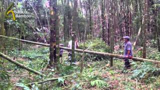 Guadua Bamboo Harvest and Treatment Process [upl. by Nagel]