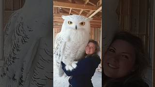 owl birds animals owllovers videos short 🔥🥰 [upl. by Nannaihr843]