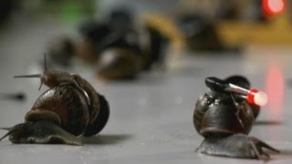 Incredible timelapse photography of snails New study reveals snails pace [upl. by Eilagam]