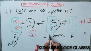 LOCK AND KEY HYPOTHESIS INDUCED FIT MODEL  EMIL FESCHER  DANEIL KOSHLAND [upl. by Zorah]