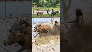 Pacu Jawi Tradisi Budaya Tanah Datar Minangkabau pacujawi sapi tradisional sumaterabarat [upl. by Kannan]