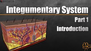 Integumentary System In 9 Minutes Part 1 Of 3 [upl. by Noffihc980]