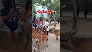 Miyajima 🇯🇵 japan Miyajima audirs7 deer backtowork nintendo autumn reels [upl. by Eniluj]