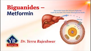 Biguanides  Metformin  Biguanides  YR Pharma Tube  Dr Yerra Rajeshwar  Dr YR [upl. by Anilorak783]