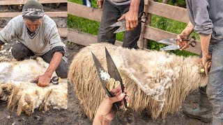 Sheep Shearing the OLD STYLE at Romanian Sheepfold [upl. by Dettmer717]