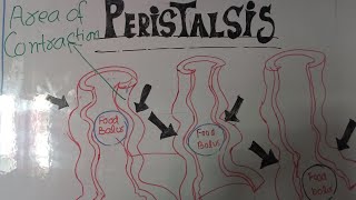 Easy lecture about peristalsis by Lecturer Rizwana Naseem biology [upl. by Anelhtac]