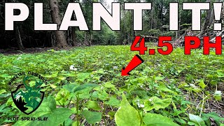 Planting Food Plots In Very ACIDIC Soil [upl. by Holms921]