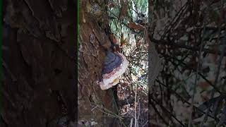 Fomitopsis pinicola Red belted conk [upl. by Coats]