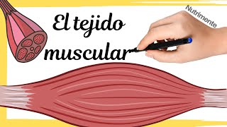 El TEJIDO MUSCULAR [upl. by Oterol978]