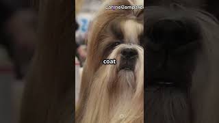 Shih Tzu vs Lhasa Apso Which Small Breed is Right for You [upl. by Nazarius]