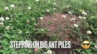 Stepping on 🅱️ig ant hills [upl. by Airbmat]