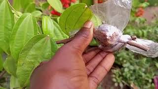 Air Layering method of propagation on kocks Bauhinia Phanera Kockiana [upl. by Ellekim]