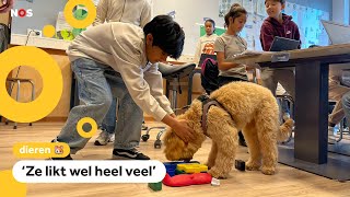 Dierendag Schoolhond Lola krijgt extra veel aandacht [upl. by Roland]