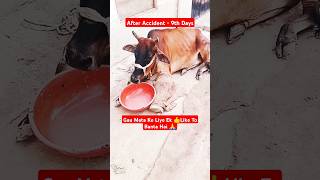 After Accident🩹9th Day  Recovery  Ranjan Pandey  animal gaay cattle shorts gaiyawalababa [upl. by Omarr]