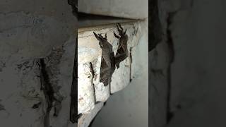 Ghost moth couple  amazing looking moths in night [upl. by Yevreh16]