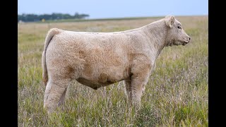 Reimann Pasture Sale 2024  Tag 49 [upl. by Uis]