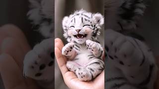 Adorable baby tiger moments 🤗  the tiger cub 🥰 [upl. by Haig]