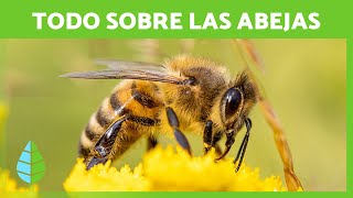 Las ABEJAS 🐝💛 Ciclo de VIDA Cómo hacen MIEL e IMPORTANCIA [upl. by Namrak133]