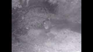 A New Zealand Morepork Owl takes a bath [upl. by Adnerak]