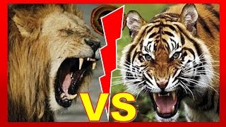 Lion vs Tiger fight to death [upl. by Chauncey]