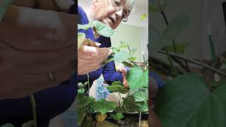 Sweet Potato cuttings to start this years sweet potatoes in the garden [upl. by Ecyal]