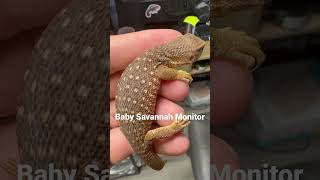 Baby Savannah Monitor [upl. by Lrem]