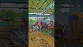 Dairy farm tips farming jugaad desi farming life organic dairy farming in Indiacowfarm cow [upl. by Kristina]