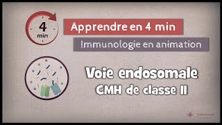 710 ◽ La voie endosomale  CMH de classe II [upl. by Ahsata92]