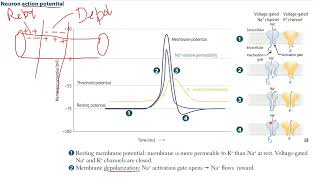 FIRST AID  STEP 1 Neuron Action Potential amp Neuron Receptors [upl. by Marala]